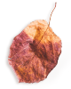 https://www.girls-run-internet.com/wp-content/uploads/2020/11/small_leaf_01.png