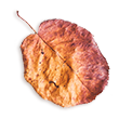 https://www.girls-run-internet.com/wp-content/uploads/2020/11/small_leaf_02.png