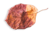 https://www.girls-run-internet.com/wp-content/uploads/2020/11/small_leaf_03.png