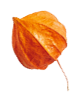 https://www.girls-run-internet.com/wp-content/uploads/2020/11/small_leaf_04.png