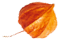 https://www.girls-run-internet.com/wp-content/uploads/2020/12/small_leaf_05.png